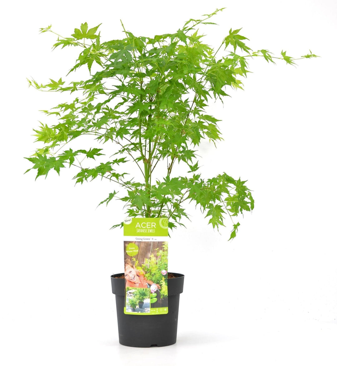 Acer palm. 'Going Green'® - ↨40cm - Ø19cm-Plant-Botanicly