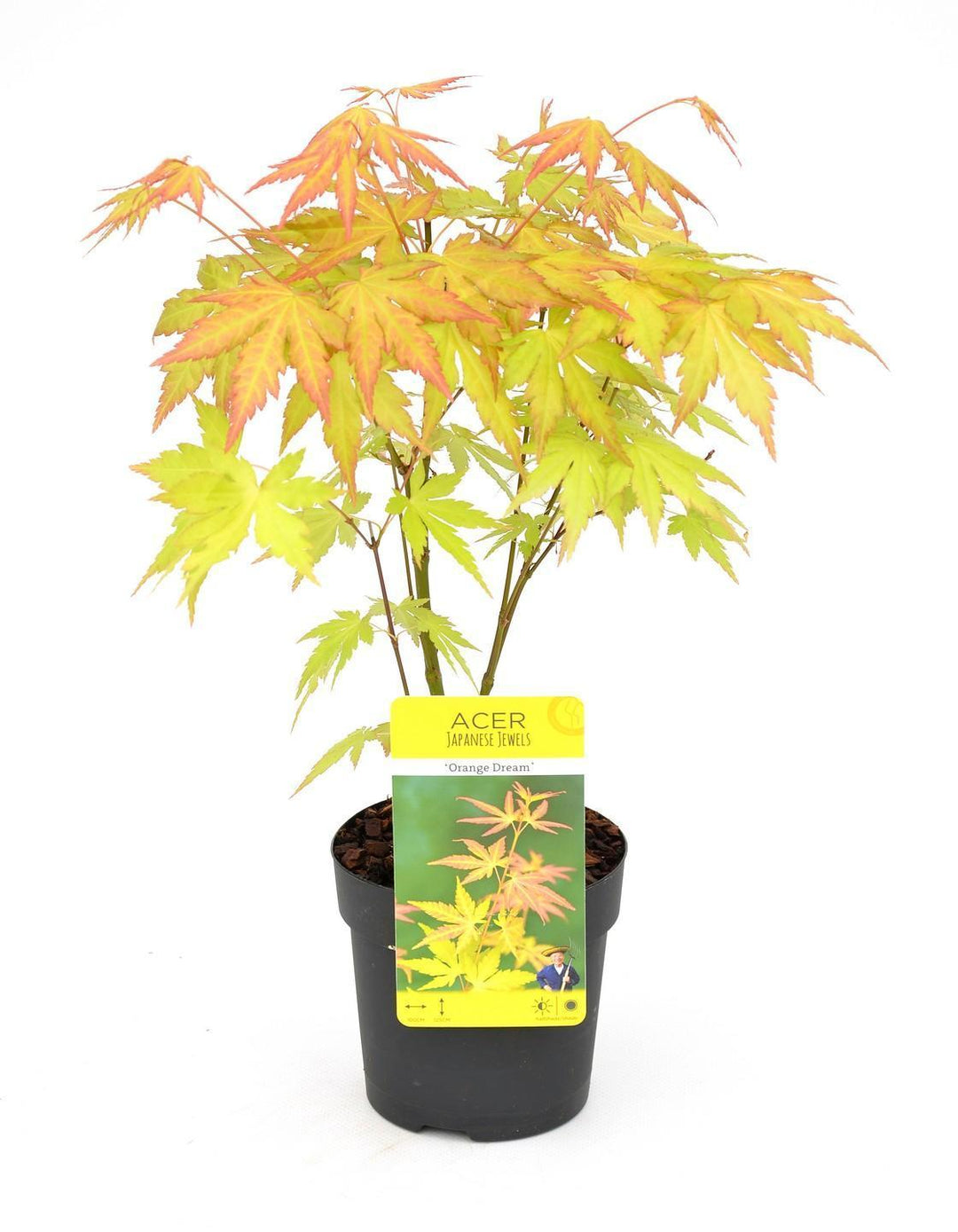 Acer palm. 'Orange Dream' - ↨20cm - Ø10,5cm-Plant-Botanicly