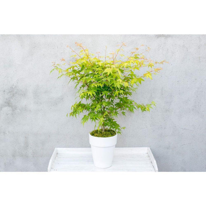 Acer palm. 'Orange Dream' - ↨20cm - Ø13cm-Plant-Botanicly