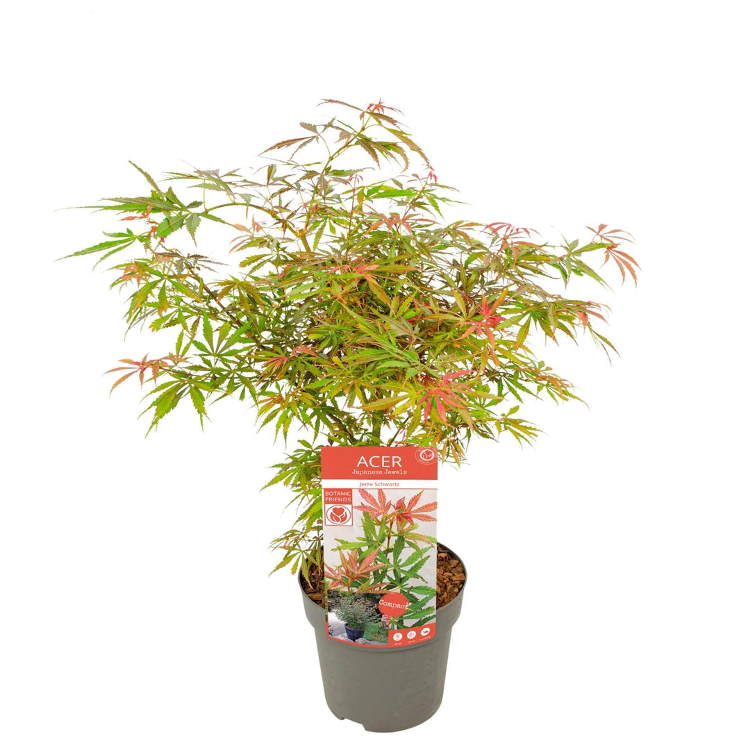 Acer palm. 'Orange Dream' - ↨30cm - Ø15cm-Plant-Botanicly