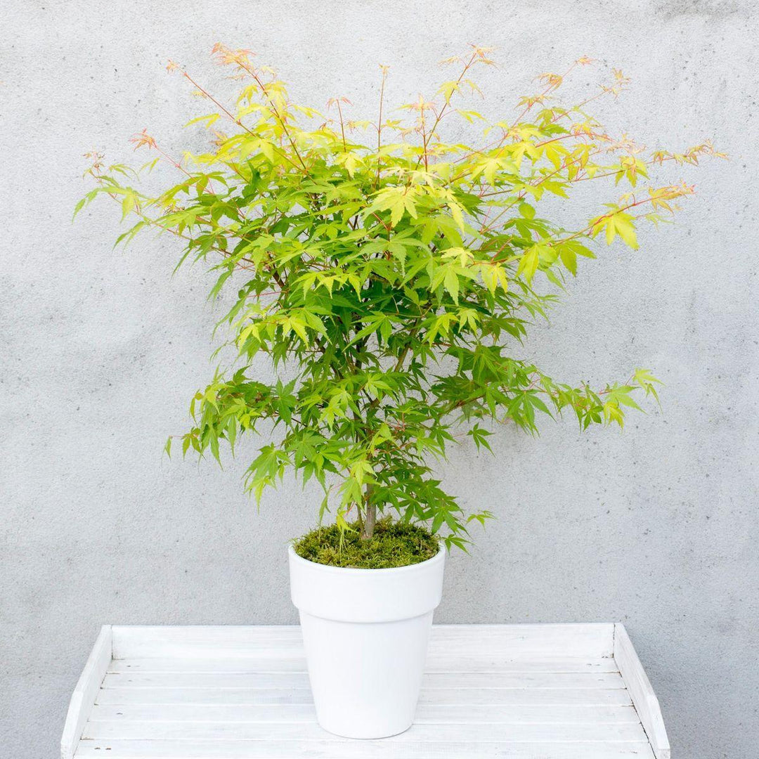 Acer palm. 'Orange Dream' - ↨40cm - Ø19cm-Plant-Botanicly
