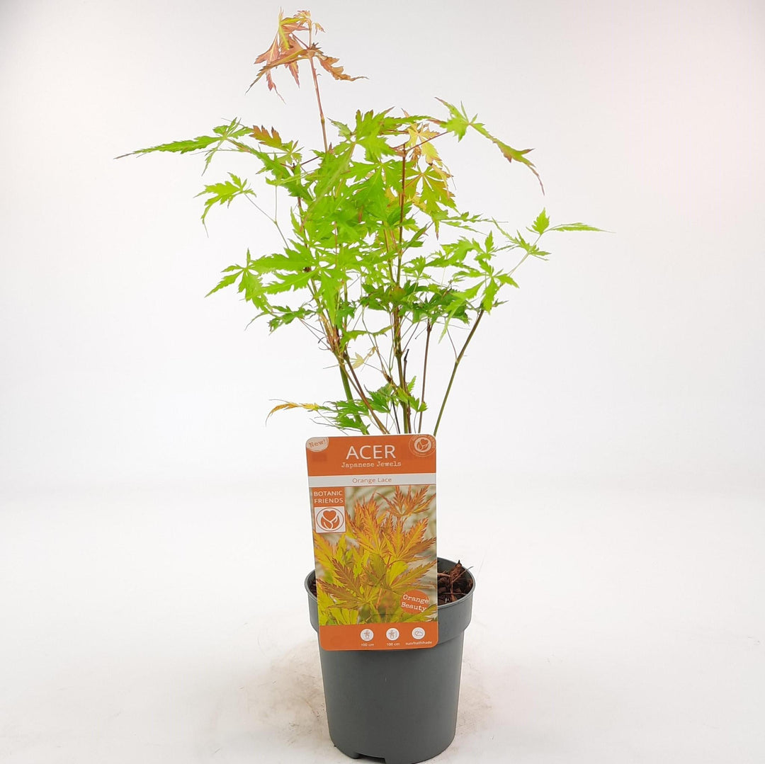 Acer palm. 'Orange Lace'® - ↨10cm - Ø10,5cm-Plant-Botanicly