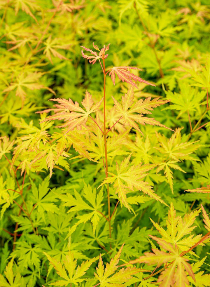 Acer palm. 'Orange Lace'® - ↨40cm - Ø19cm-Plant-Botanicly