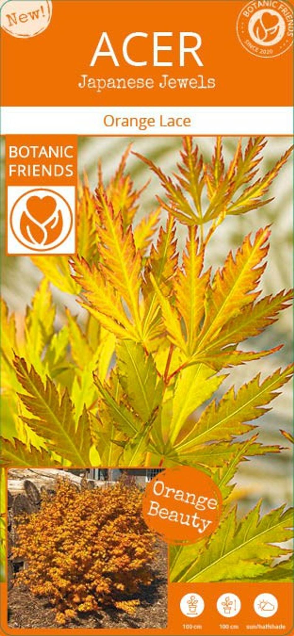 Acer palm. 'Orange Lace'® - ↨40cm - Ø19cm-Plant-Botanicly