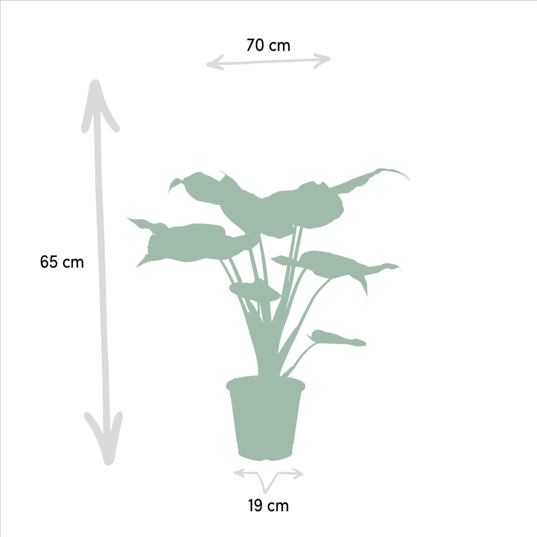 Alocasia Cucullata - ↨60cm,Ø19cm - Alocasia Wentii - ↨60cm,Ø19cm-Plant-Botanicly