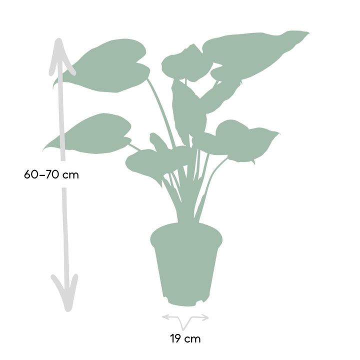 Alocasia Cucullata - Elefantenohr - 55cm - Ø19-Plant-Botanicly