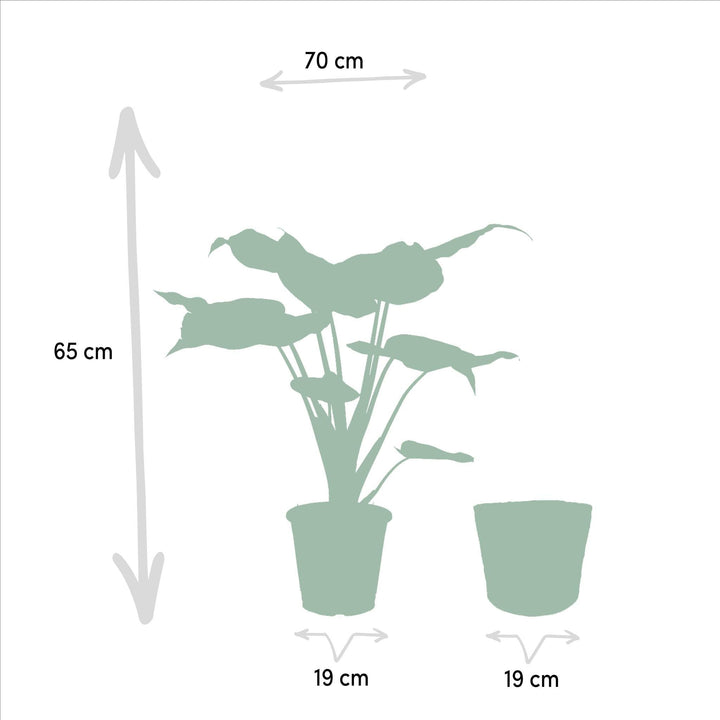 Alocasia Cucullata + Körbchen Igmar - ↨65cm - Ø19cm-Plant-Botanicly