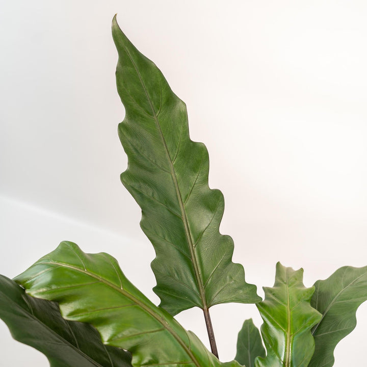 Alocasia Lauterbachiana - ↨80cm - Ø19cm-Plant-Botanicly