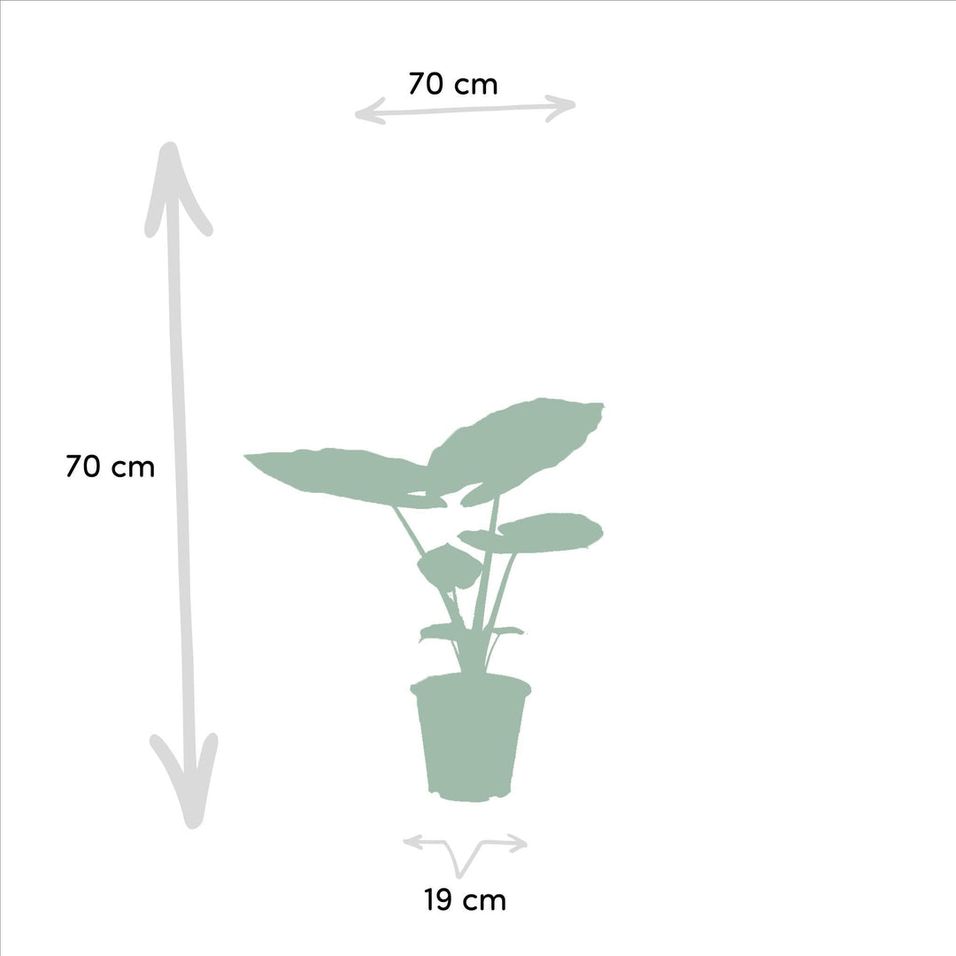 Alocasia Macrorrhiza - ↨70cm - Ø19cm-Plant-Botanicly