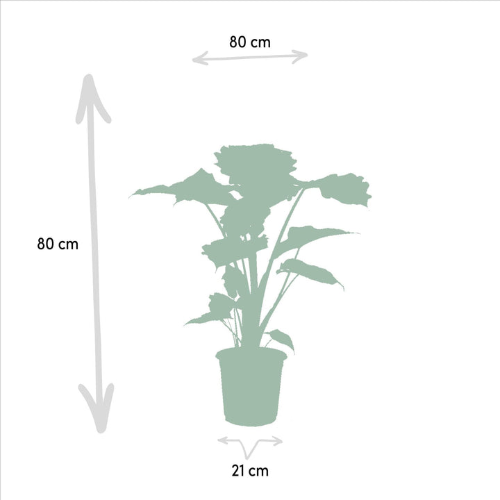 Alocasia portodora - ↨80cm - Ø21cm-Plant-Botanicly