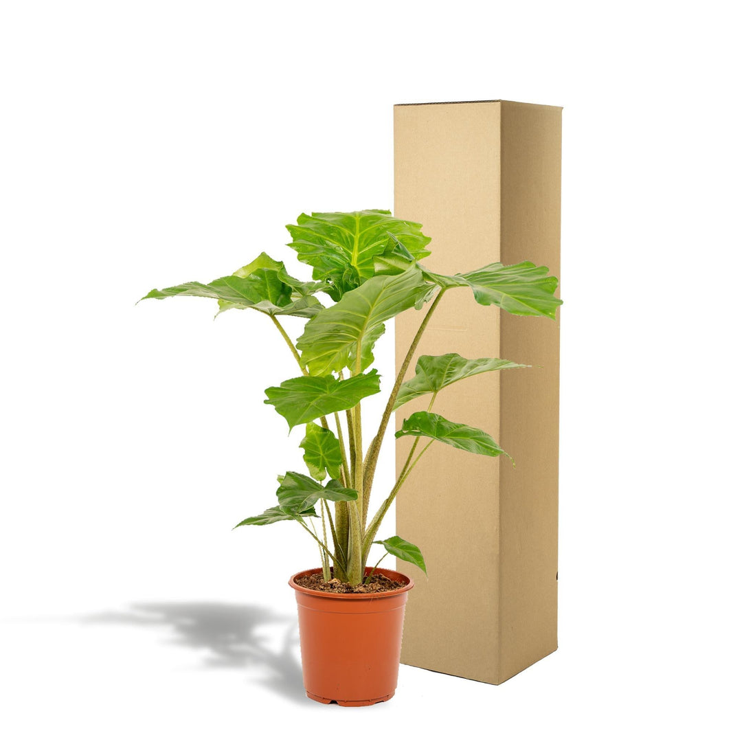 Alocasia portodora - ↨80cm - Ø21cm-Plant-Botanicly