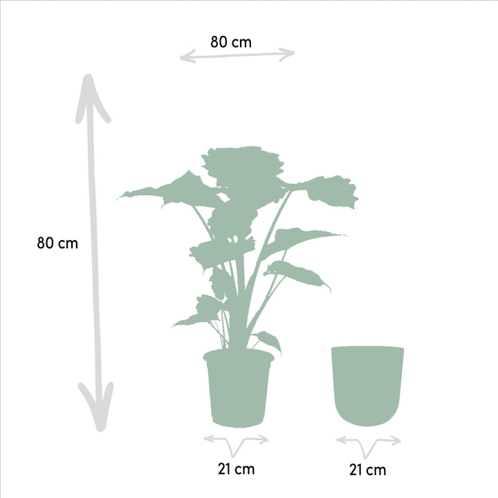Alocasia Portodora + Pot Mayk Lead - ↨80cm - Ø21cm-Plant-Botanicly
