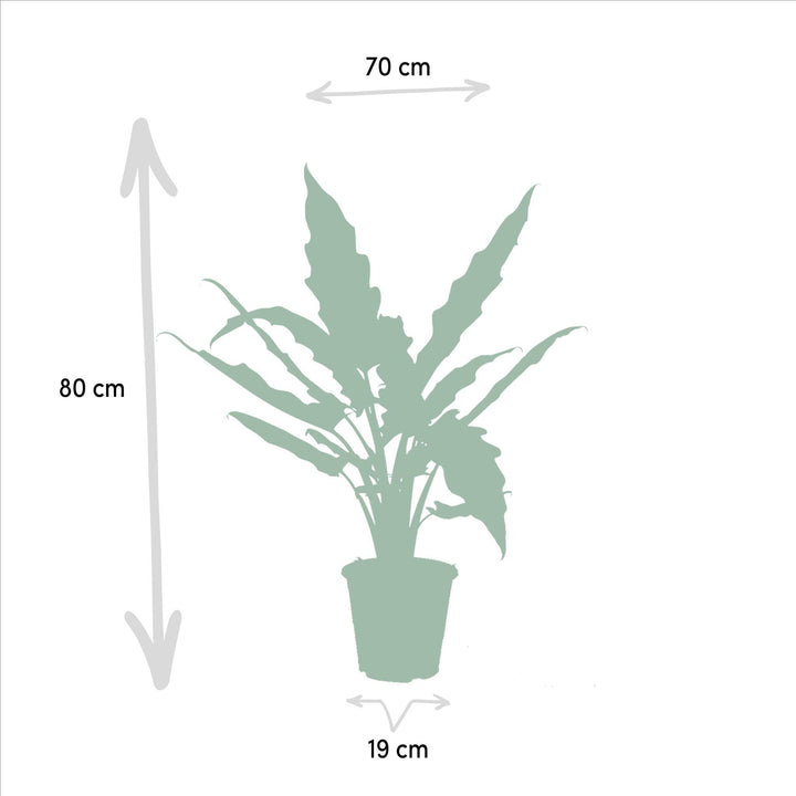 Alocasia Zebrina - ↨75cm,Ø19cm - Alocasia Cucullata - ↨60cm,Ø19cm - Alocasia Lauterbachiana - ↨75cm,Ø19cm-Plant-Botanicly