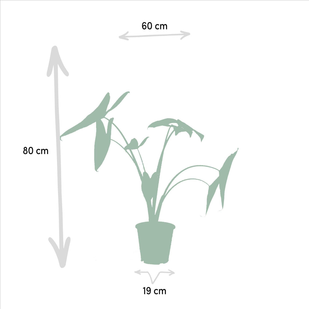 Alocasia Zebrina - ↨75cm,Ø19cm - Alocasia Cucullata - ↨60cm,Ø19cm - Alocasia Lauterbachiana - ↨75cm,Ø19cm-Plant-Botanicly
