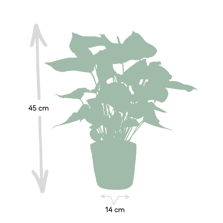 Anthurium andreanum Casparo inkl. Korb - 50cm - Ø14-Plant-Botanicly