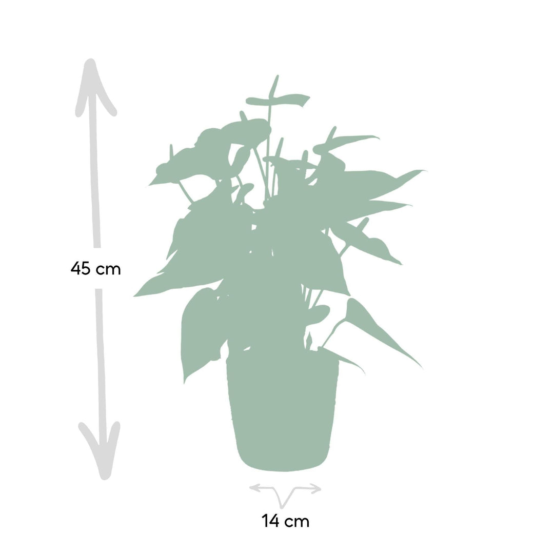 Anthurium andreanum Sweet Dream inkl. Körbchen - 50cm - Ø14-Plant-Botanicly