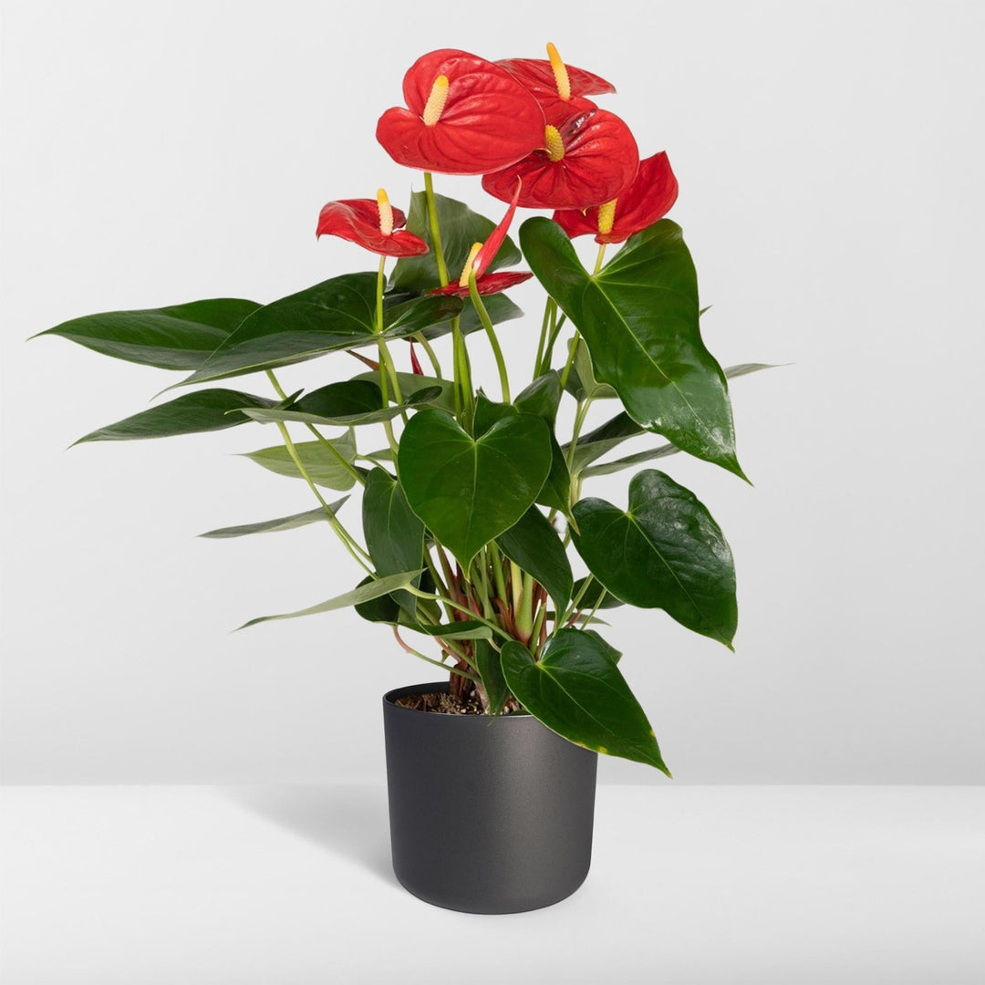 Anthurium Rot - Flamingopflanze - 40cm - Ø12-Plant-Botanicly