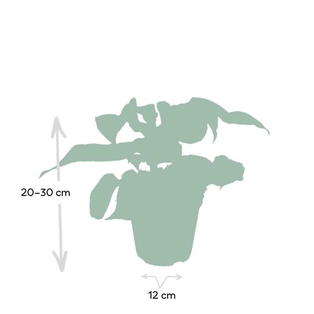 Aphelandra White Wash - 25cm - ø12-Plant-Botanicly