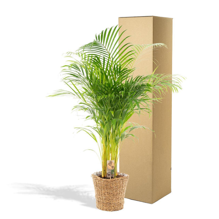 Areca mit Korb - ↨110cm -Ø21cm-Plant-Botanicly
