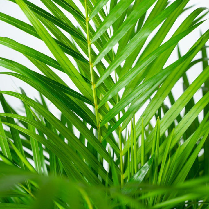 Areca mit Korb - ↨130cm - Ø24cm-Plant-Botanicly