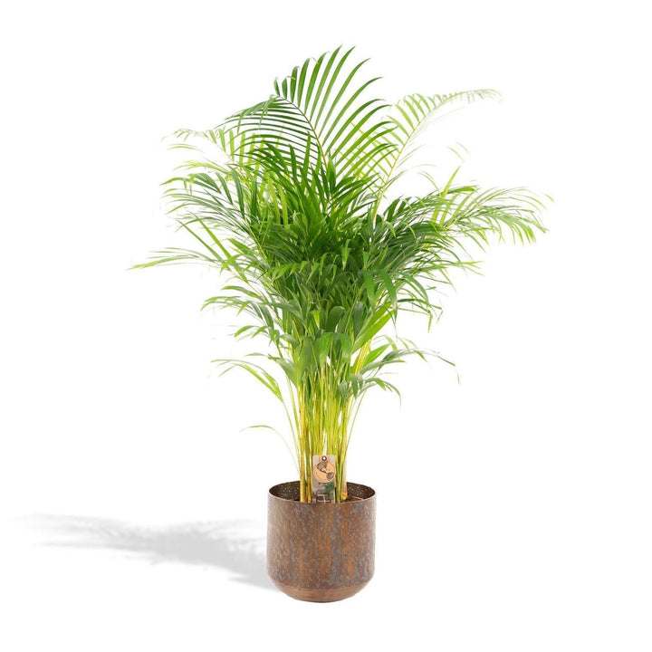 Areca-Palme mit Topf - ↨110cm - Ø21cm-Plant-Botanicly