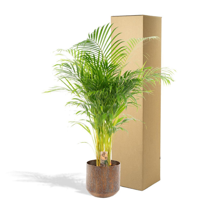 Areca-Palme mit Topf - ↨130cm - Ø24cm-Plant-Botanicly
