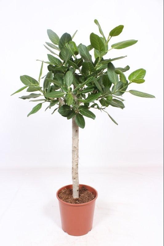 Banyan-Feige (Ficus Benghalensis Audrey) - Nachhaltige Zimmerpflanzen kaufen Botanicly Foto 1