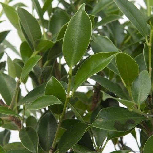 Bakari der Bonsai-Topfpflanzen-Botanicly