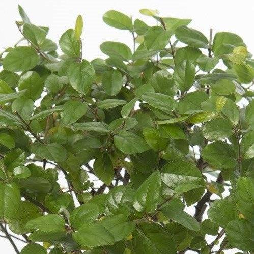 Balaban der Bonsai-Topfpflanzen-Botanicly