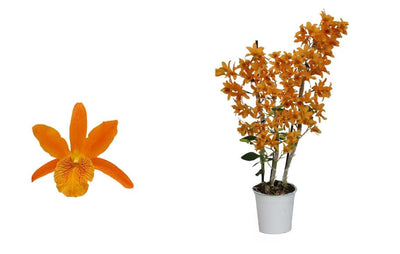 Bambus Orchidee (Dendrobium nobile Firebird) - Nachhaltige Zimmerpflanzen kaufen Botanicly Foto 1