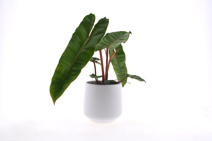 Baumfreund (Philodendron Bilietiae) - Nachhaltige Zimmerpflanzen kaufen Botanicly Foto 1