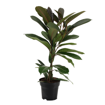 Birkenfeige (Ficus America Tresor) - Nachhaltige Zimmerpflanzen kaufen Botanicly Foto 2