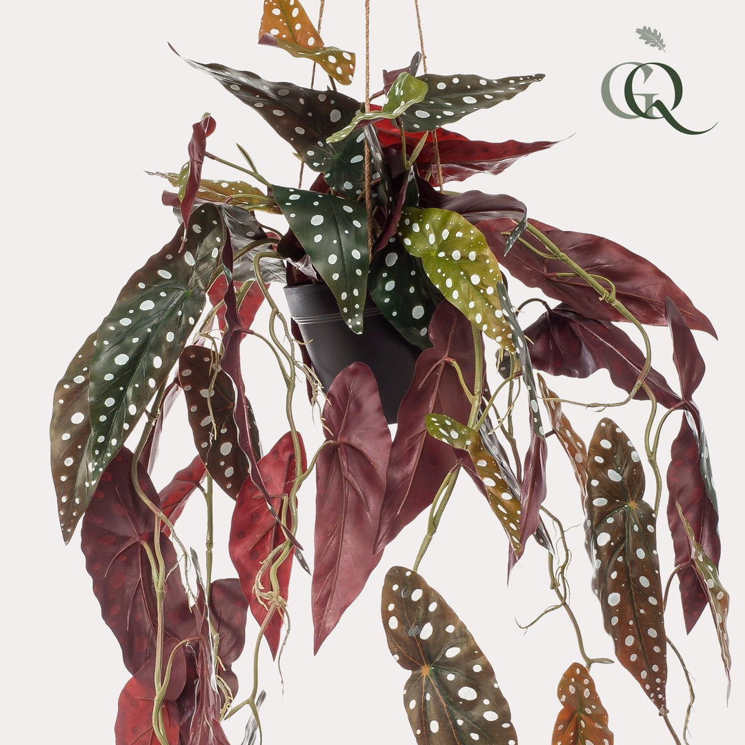 Begonia Maculata - Forellenbegonie - 80 cm - kunstpflanze-Plant-Botanicly