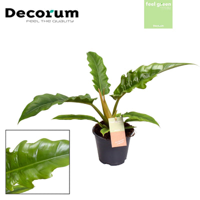 Baumfreund (Philodendron stenolobum Narrow Escape) - Nachhaltige Zimmerpflanzen kaufen Botanicly Foto 4