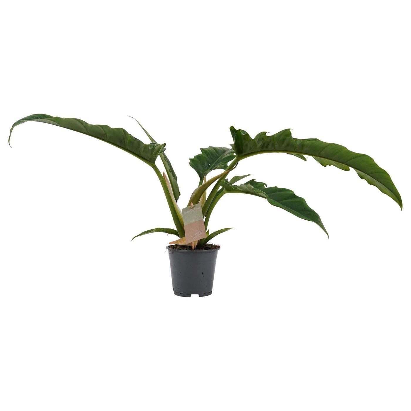 Baumfreund (Philodendron stenolobum Narrow Escape) - Nachhaltige Zimmerpflanzen kaufen Botanicly Foto 5