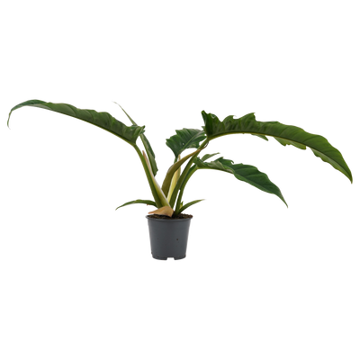 Baumfreund (Philodendron stenolobum Narrow Escape) - Nachhaltige Zimmerpflanzen kaufen Botanicly Foto 1