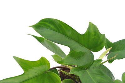 Baumfreund (Philodendron Florida Green	) - Nachhaltige Zimmerpflanzen kaufen Botanicly Foto 2