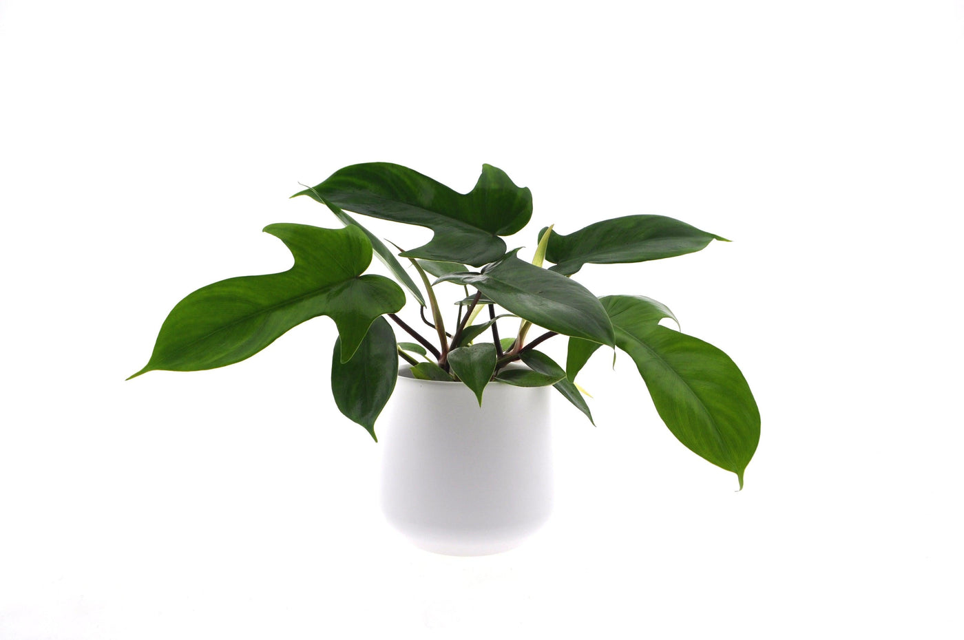 Baumfreund (Philodendron Florida Green	) - Nachhaltige Zimmerpflanzen kaufen Botanicly Foto 1