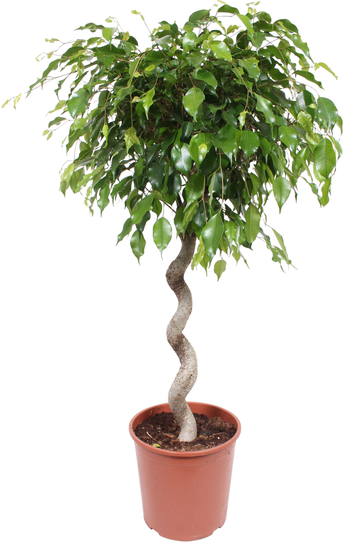 Birkenfeige (Ficus benjamina Exotica) - Nachhaltige Zimmerpflanzen kaufen Botanicly Foto 1