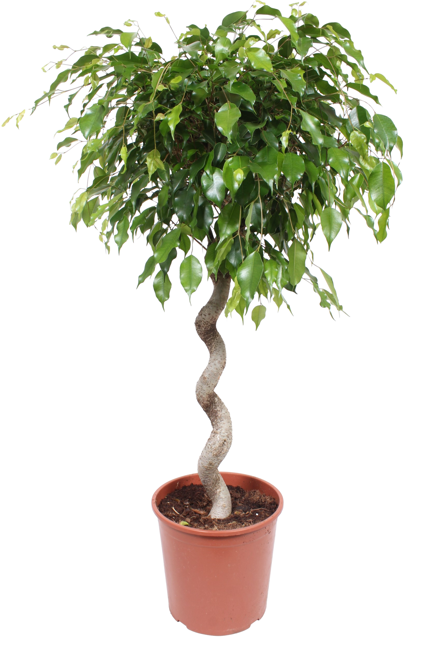 Birkenfeige (Ficus benjamina Exotica) - Nachhaltige Zimmerpflanzen kaufen Botanicly Foto 1