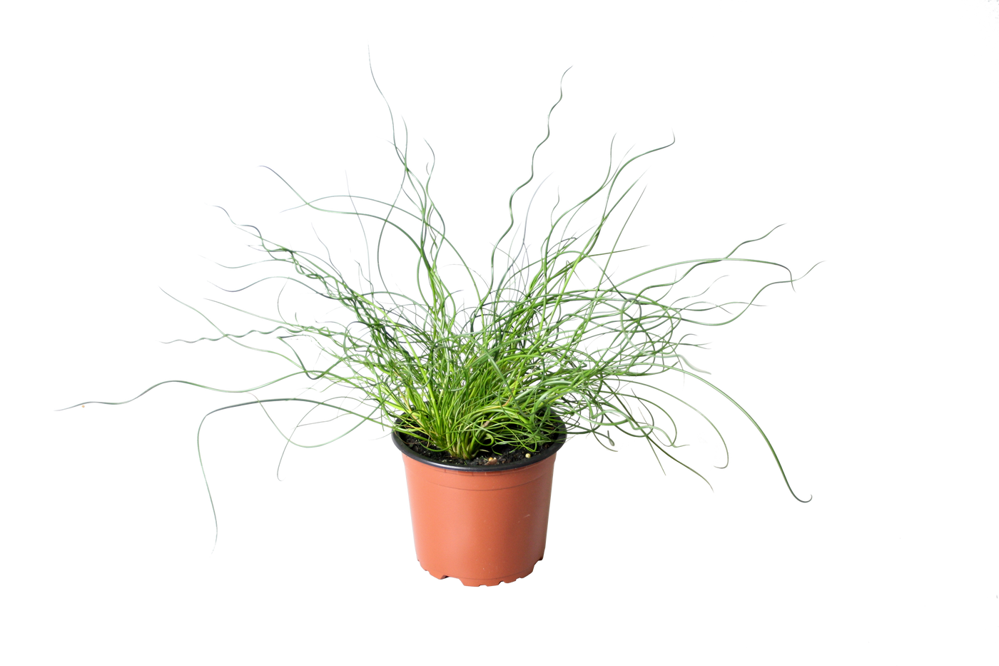 Flatter-Binse (Juncus Spiralis Effusus) - Nachhaltige Zimmerpflanzen kaufen Botanicly Foto 1