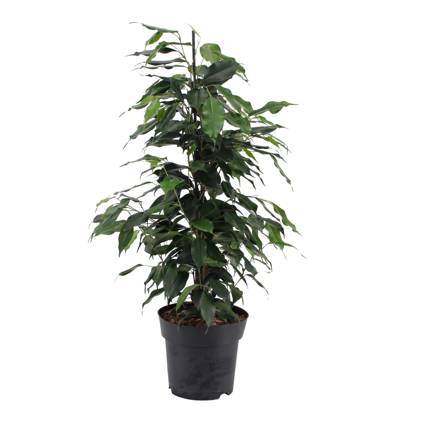 Birkenfeige (Ficus benjamina Danielle) - Nachhaltige Zimmerpflanzen kaufen Botanicly Foto 2