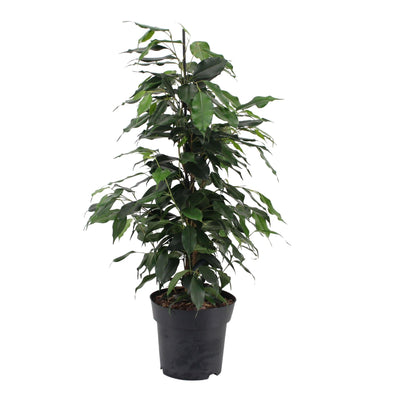 Birkenfeige (Ficus benjamina Danielle) - Nachhaltige Zimmerpflanzen kaufen Botanicly Foto 1