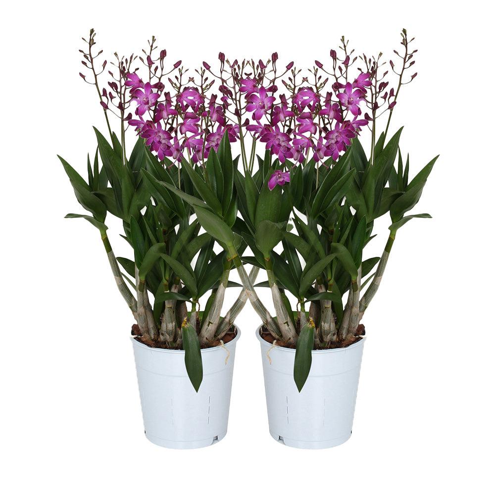 Birte die Bambus Orchidee-Topfpflanzen-Botanicly