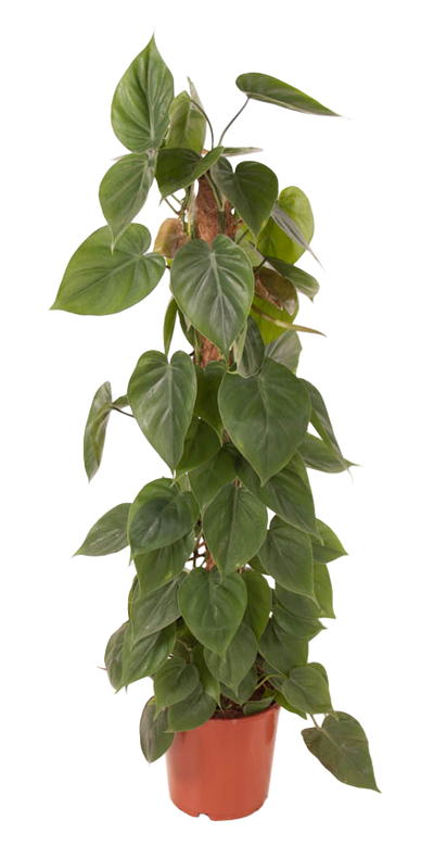 Baumfreund (Philodendron scandens) - Nachhaltige Zimmerpflanzen kaufen Botanicly Foto 1