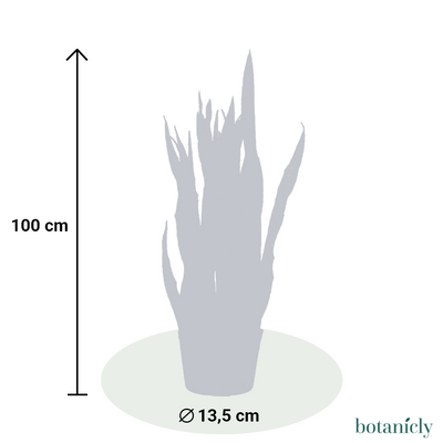 Bonifatius der Bogenhanf in pflegeleichter Hydrokultur-FALSE-Botanicly