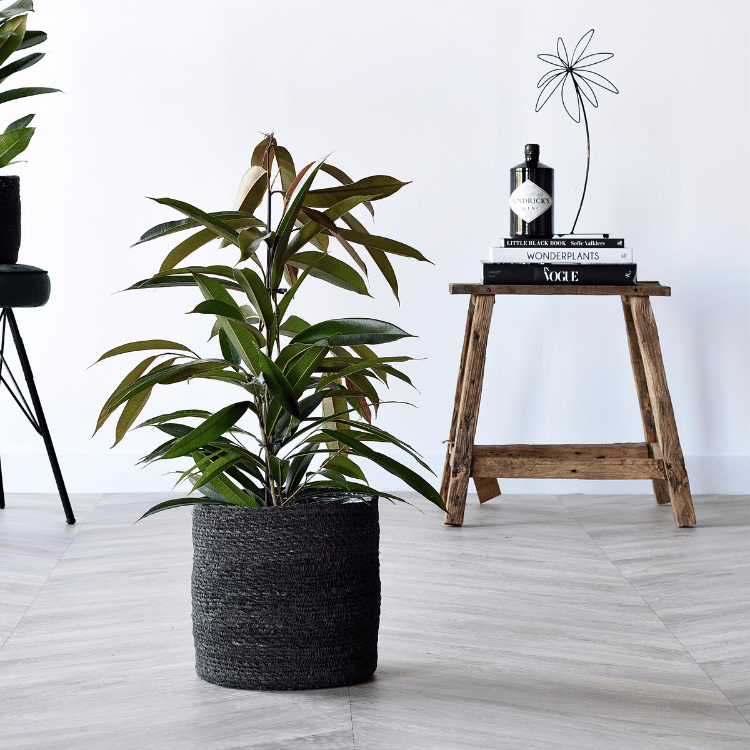 Bossy Rebel (Ficus binnendijkii Amstel King) - Nachhaltige Zimmerpflanzen kaufen Botanicly Foto 2
