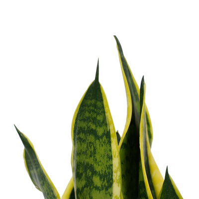 Bogenhanf (Sansevieria trifasciata Futura Superba) - Nachhaltige Zimmerpflanzen kaufen Botanicly Foto 8