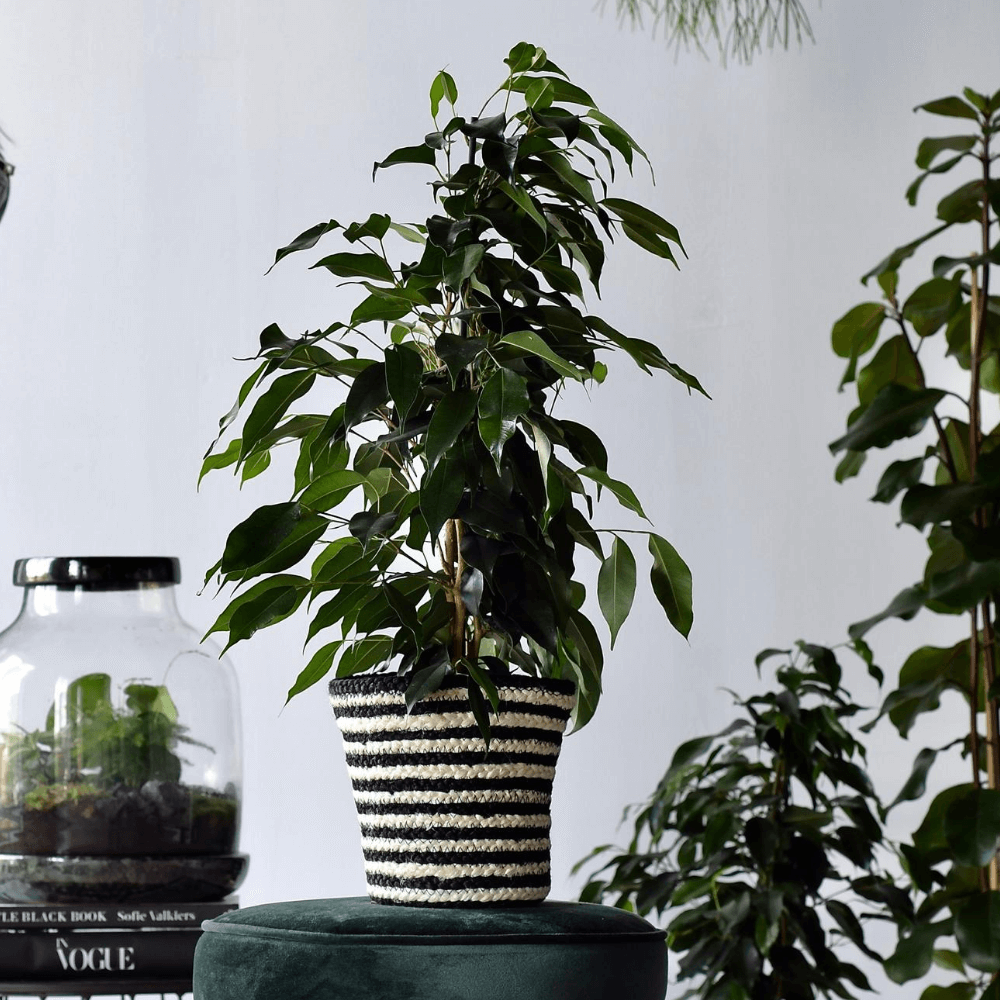 Brutal Rebel (Ficus Benjamina Danielle) - Nachhaltige Zimmerpflanzen kaufen Botanicly Foto 2
