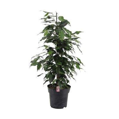 Brutal Rebel (Ficus Benjamina Danielle) - Nachhaltige Zimmerpflanzen kaufen Botanicly Foto 1
